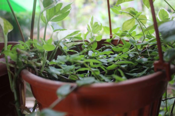 Bringing Nature to Branding with Plants in the Home Front Yard